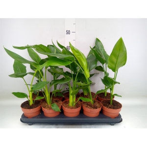 Strelitzia reg.   ...no flowers