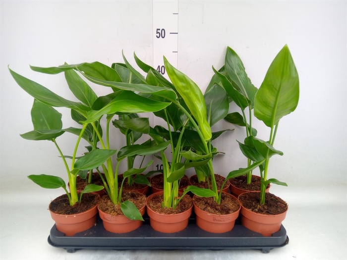 <h4>Strelitzia reg.   ...no flowers</h4>