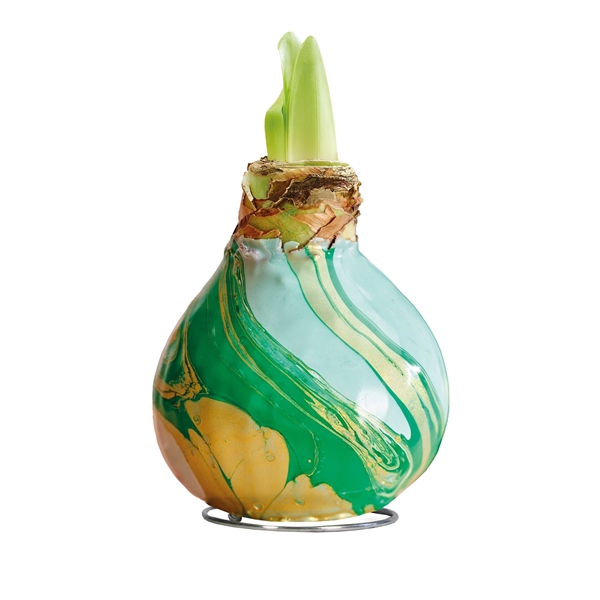 <h4>Amaryllis TOW Swirl Green 6x1, rode bloem, Tray236</h4>