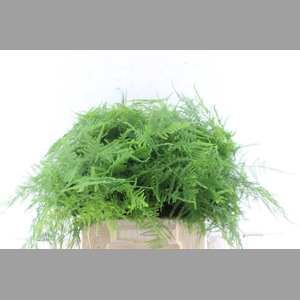 Asparagus Set 1e Veren