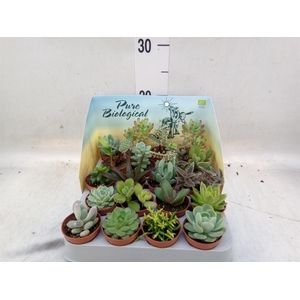 Succulents   ...