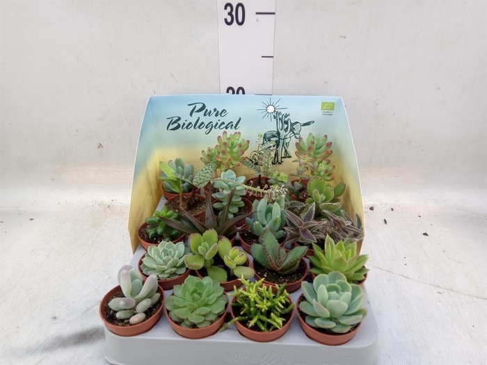 <h4>Succulents   ...</h4>