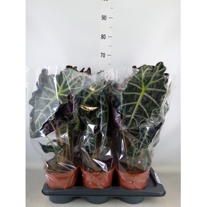Alocasia amazonica 'Polly'