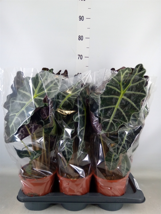 <h4>Alocasia amazonica 'Polly'</h4>