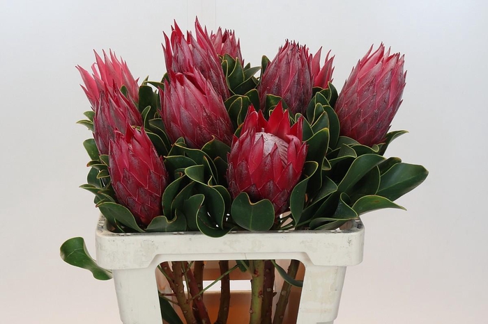 <h4>Protea Cynaroides Madiba</h4>