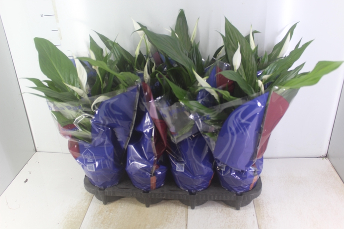<h4>SPATHIPHYLLUM P15 MIN 5 HT COM FLOR</h4>