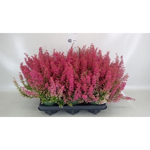 Erica gracilis 'Bea Queen Margaret'