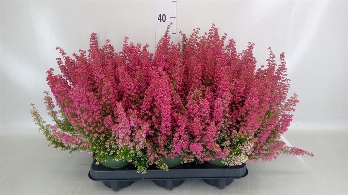 <h4>Erica gracilis 'Bea Queen Margaret'</h4>