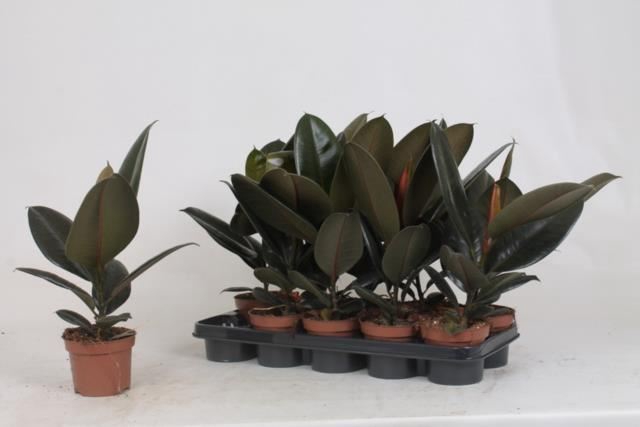 Ficus elastica 'Abidjan'