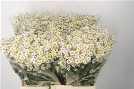 <h4>Tanacetum Single Vegmo X100</h4>