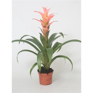 Guzmania Melissa