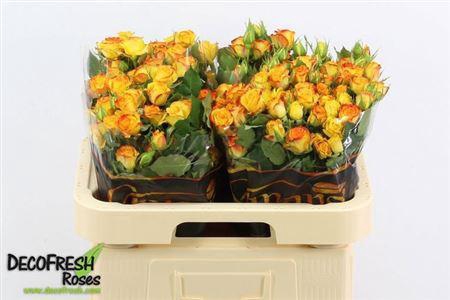 <h4>R Tr Eyeliner</h4>