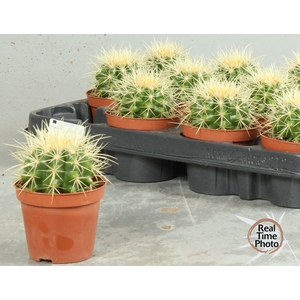 ECHINOC GRUSONII