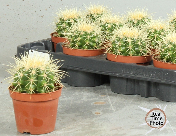 <h4>ECHINOC GRUSONII</h4>