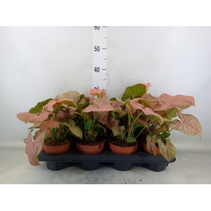 Syngonium podop.