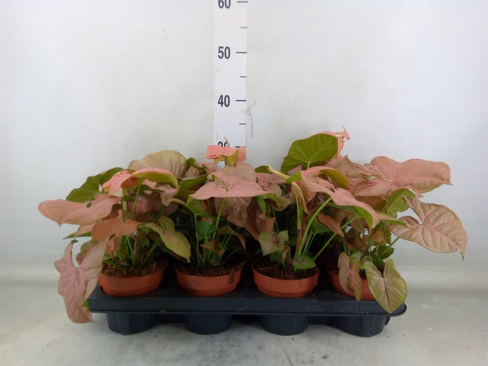 <h4>Syngonium podop.</h4>