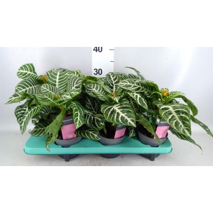 Aphelandra squar.