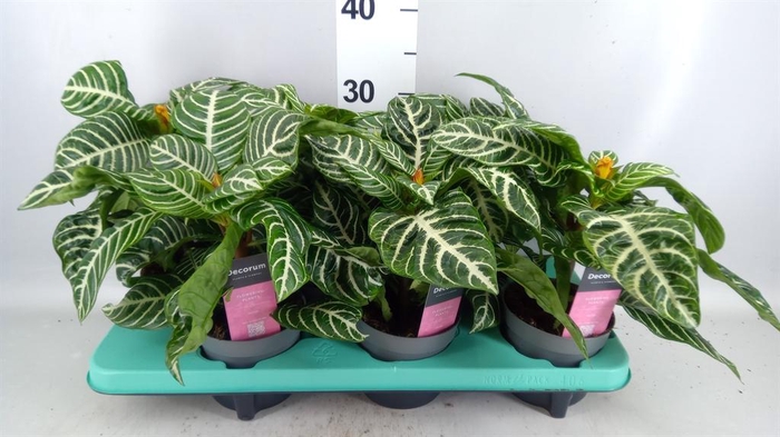 <h4>Aphelandra squar.</h4>