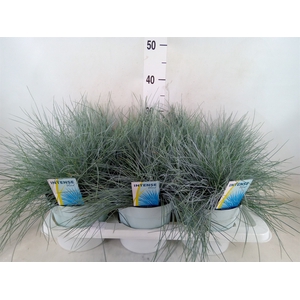 Festuca glauca 'Intens Blue'