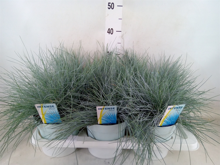 <h4>Festuca glauca 'Intens Blue'</h4>