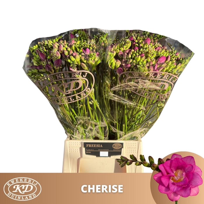 <h4>Freesia du Cherise</h4>