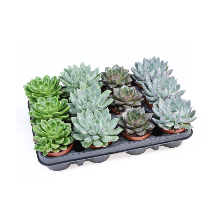 <h4>Echeveria special mix</h4>