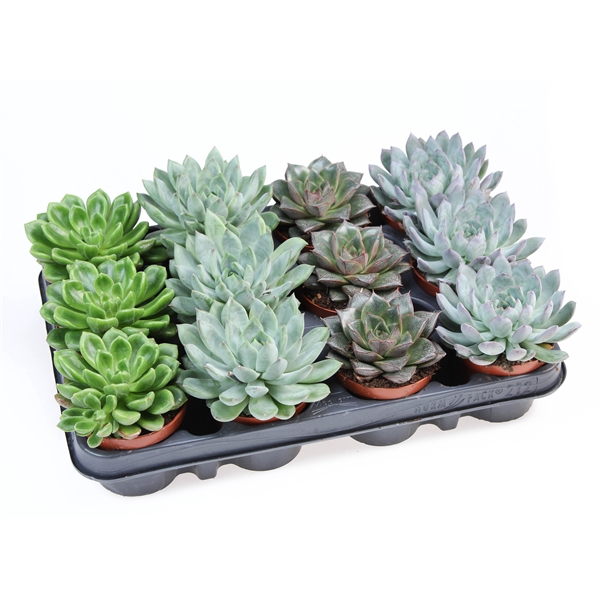 Echeveria special mix