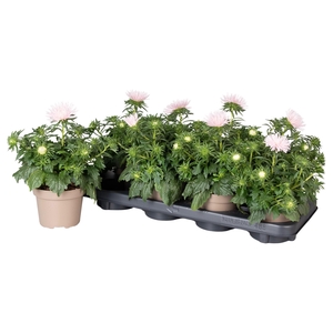 Callistephus Chinensis Licht Roze