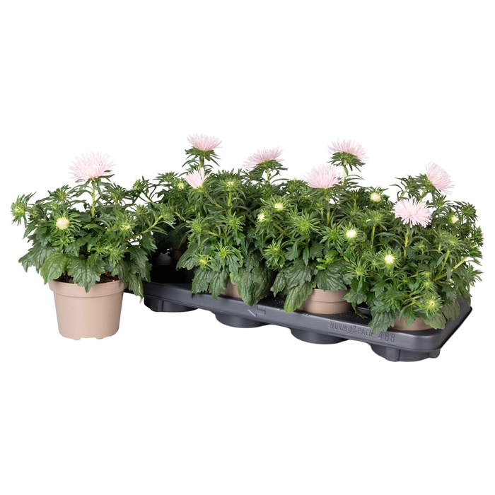<h4>Callistephus Chinensis Licht Roze</h4>