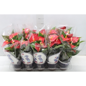 ANTHURIUM VARIADO P12