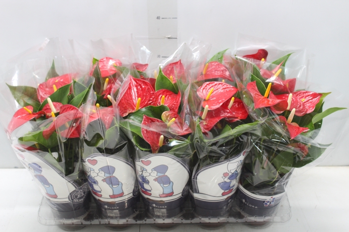 <h4>ANTHURIUM VARIADO P12</h4>