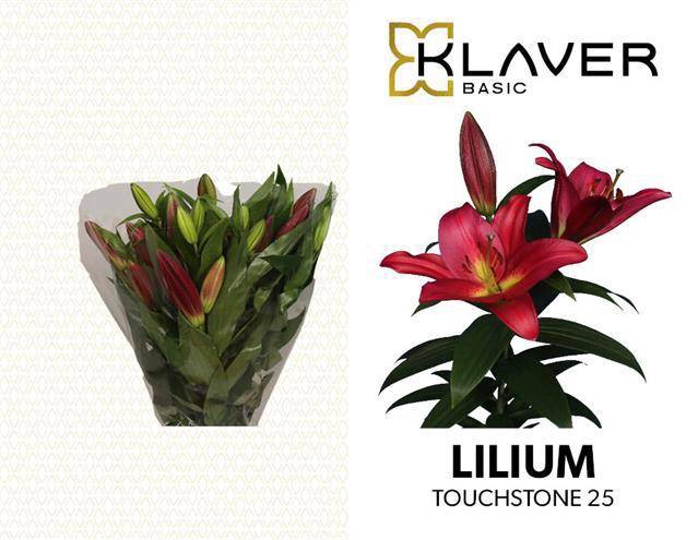 <h4>LI OT TOUCHSTONE</h4>