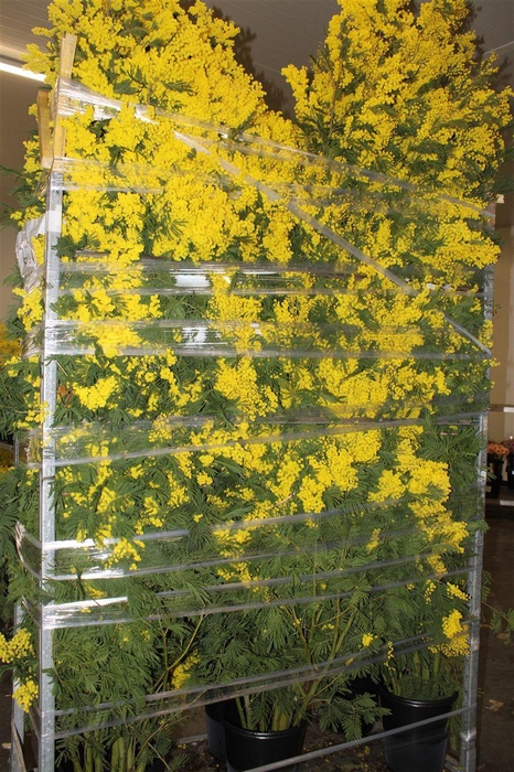 <h4>Mimosa Branche 200cm P Stem</h4>