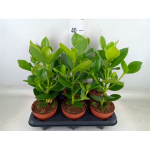 Clusia rosea 'Princess'