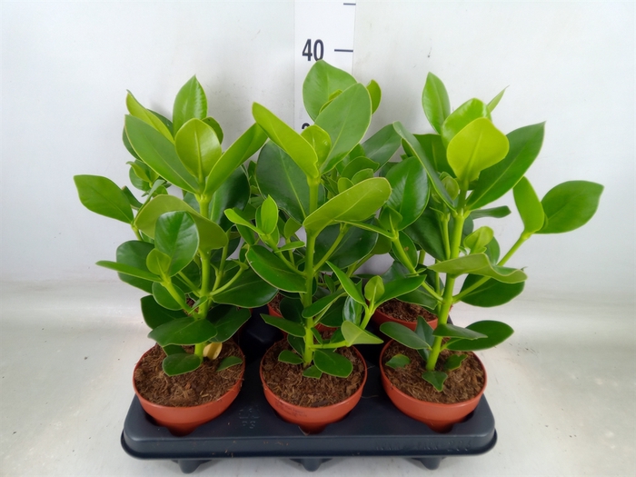 <h4>Clusia rosea 'Princess'</h4>