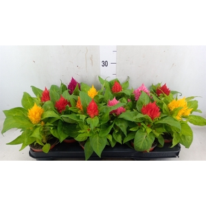 Celosia arg. PL   ...