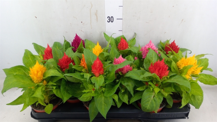 <h4>Celosia arg. PL   ...</h4>