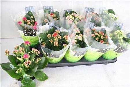 <h4>Kal Ge Gem 4 Kl</h4>