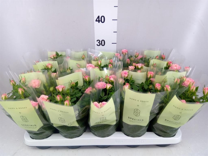 <h4>Rosa  'Carousel Kordana'</h4>