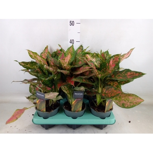 Aglaonema   ...