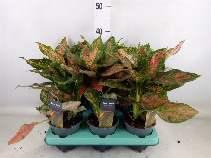 <h4>Aglaonema   ...</h4>