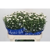 Aster Cassy
