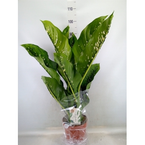 Dieffenbachia seg. 'Caiman'