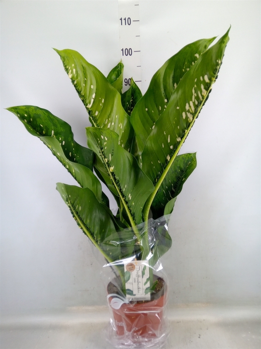 <h4>Dieffenbachia seg. 'Caiman'</h4>