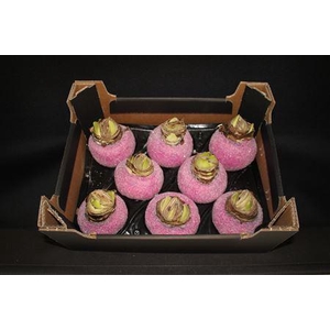 Amaryllis Fuccia Glitter