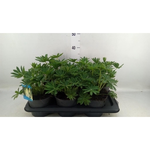 Lupinus polyp. 'Lupini White'