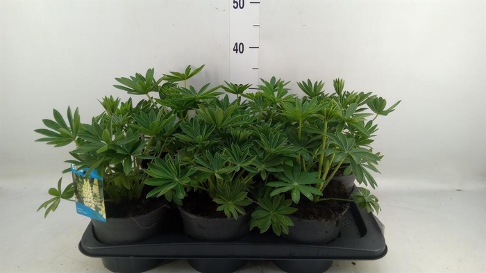 <h4>Lupinus polyp. 'Lupini White'</h4>