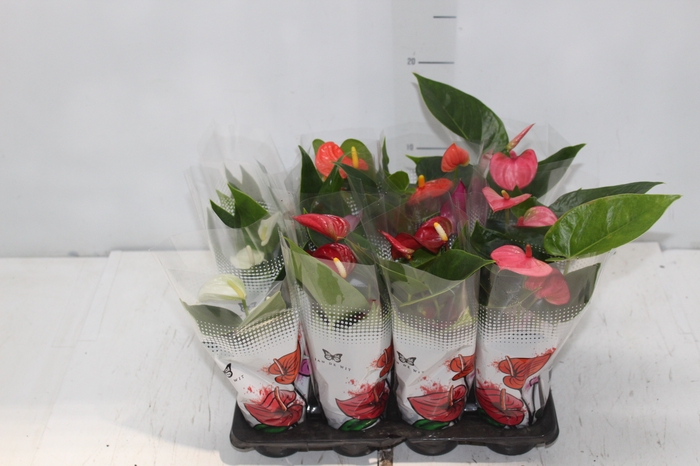 <h4>ANTHURIUM VARIADO P06</h4>