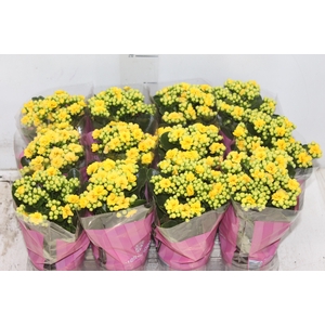 KALANCHOE DOBRADO MINI P09 AMARELO
