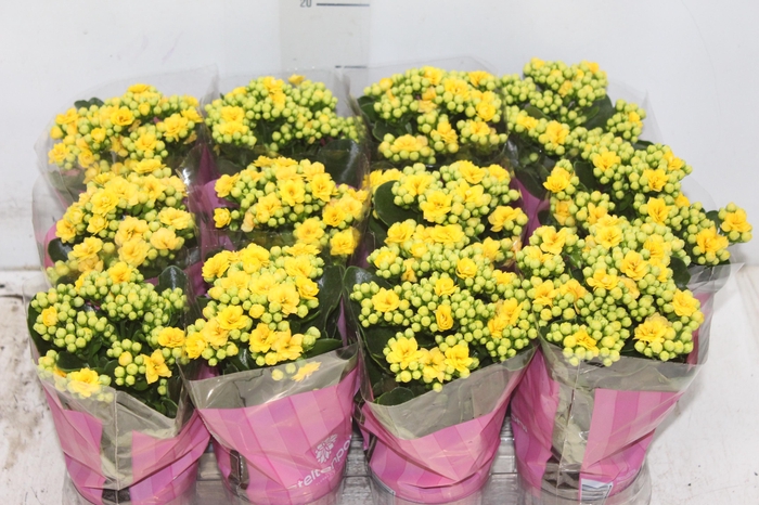 <h4>KALANCHOE DOBRADO MINI P09 AMARELO</h4>